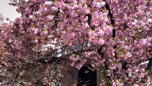 Un bâtiment doté d’un escalier en pierre, d’un arbre à fleurs roses et d’un chemin en béton.