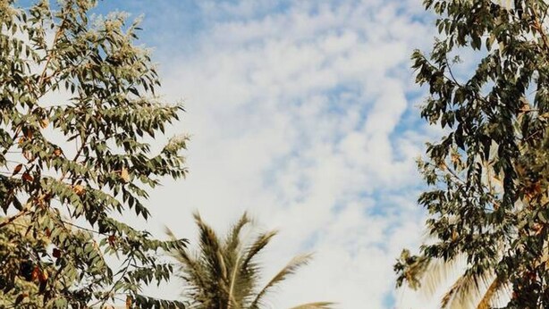 A modern building with a glass facade, surrounded by lush greenery and a palm tree.