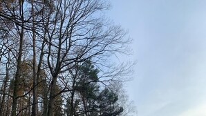 Uma trilha de terra serpenteia por uma área arborizada, com uma cerca de madeira em um dos lados.