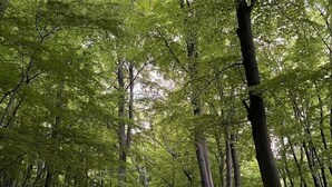 Uma trilha na floresta com uma cerca de madeira de um lado.