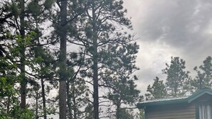 Una cabaña rústica rodeada de un bosque denso.