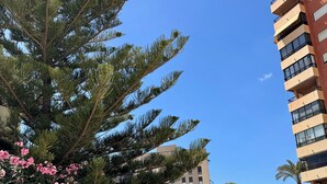 Un área de piscina con cielo azul despejado, un edificio alto con balcones y un árbol con flores rosadas.