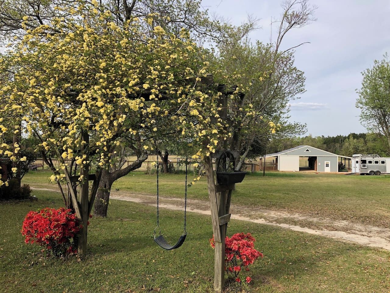 A tree with yellow flowers, a swing, and a building in the background.