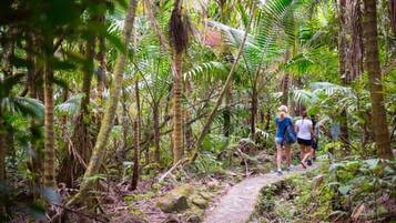 A narrow forest path surrounded by dense vegetation and trees.