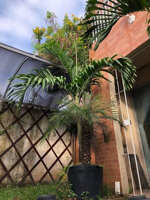 A potted plant with broad leaves in front of a brick wall with a lattice design. - A Joia de Olinda (Olinda)