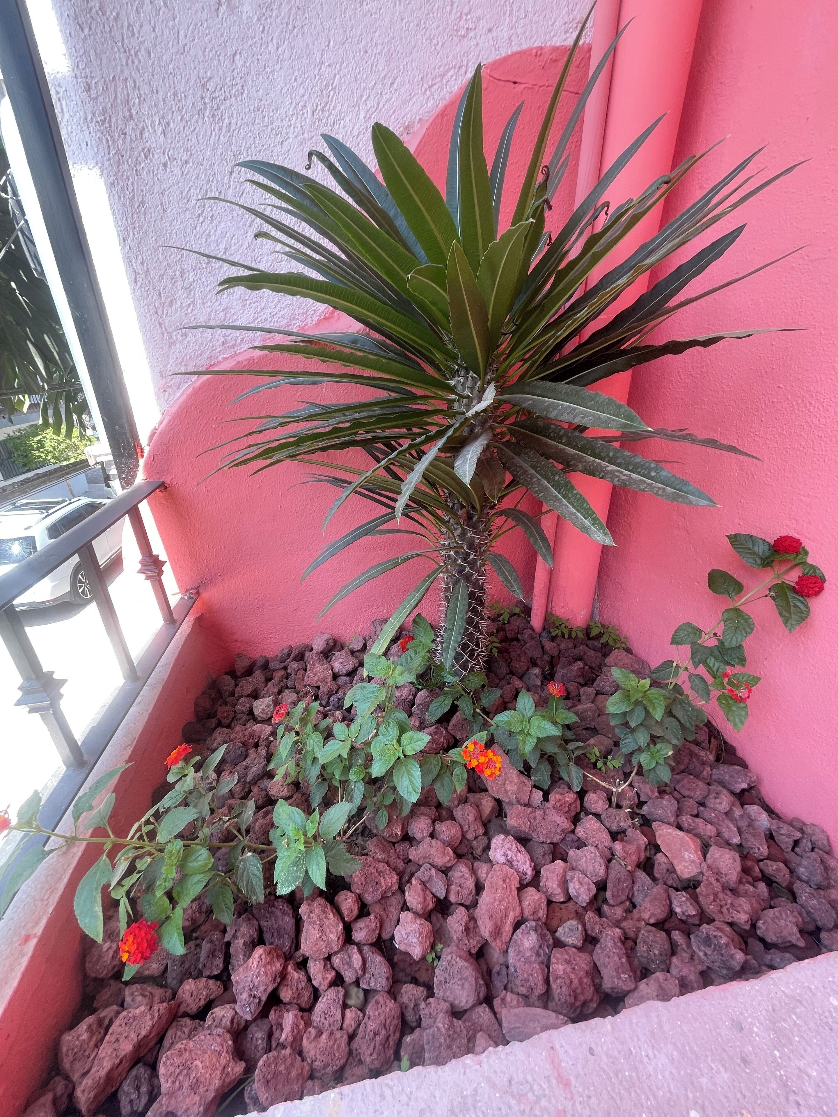 Una pianta in vaso con foglie verdi e fiori rossi, su uno sfondo rosa.