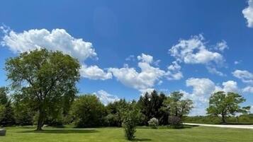 A grassy field with trees and a clear blue sky.