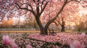 Un parc avec des cerisiers en fleurs, un banc et un arbre.
