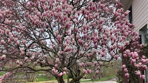 Un gran magnolio con flores rosadas en un área ajardinada, con un banco y un edificio de ladrillo al fondo.