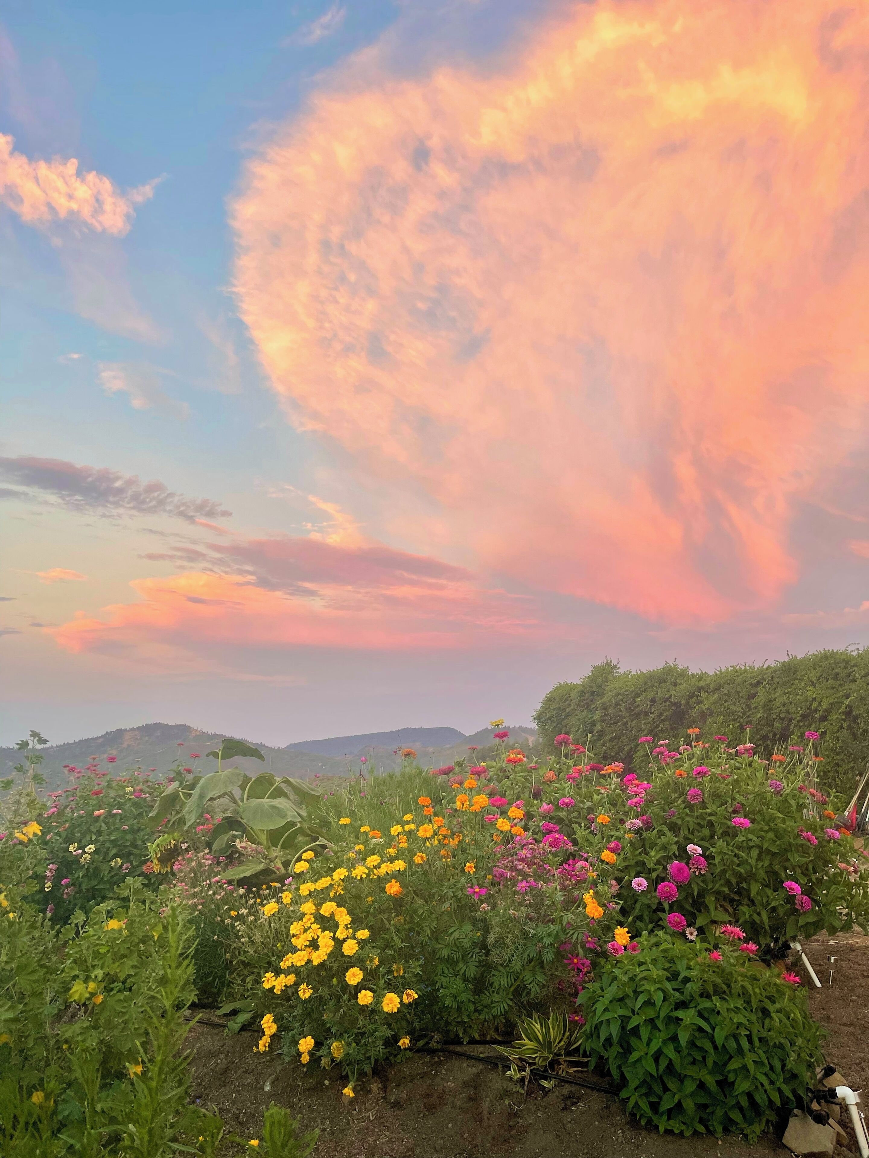 Mountaintop Farmhouse on 90 acres, close to wineries, hot springs, and hiking 
