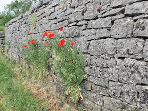 A stone wall with red flowers growing through it.