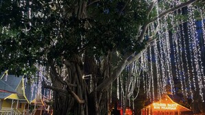 A large tree with hanging lights, a building with a sign reading "Lumber Party", and a sandy ground area. - Slumber Party Beach Koh Phangan (Ko Pha-ngan)