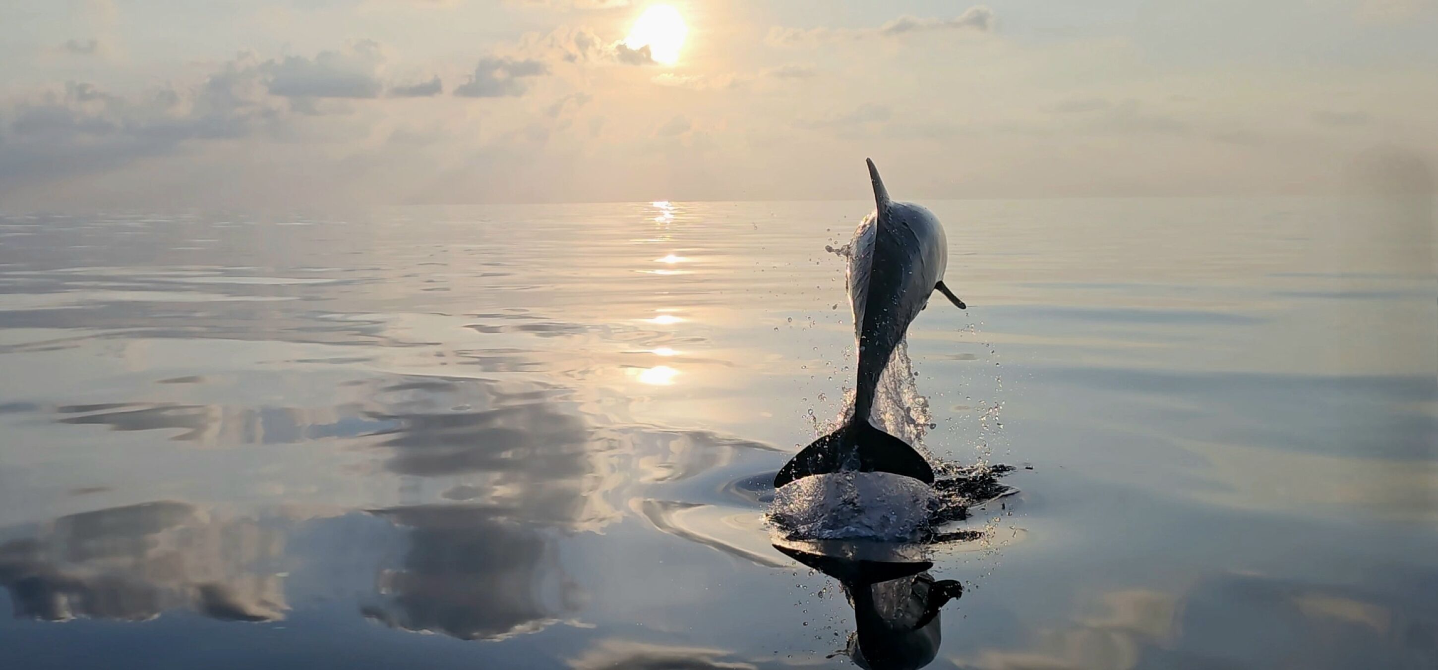 A dolphin leaping out of the water with a calm sea and a setting sun in the background.