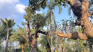A playground with swings, slides, and climbing structures surrounded by trees and grass. - BannRai Tayai Cafe and Resort (Pattaya)