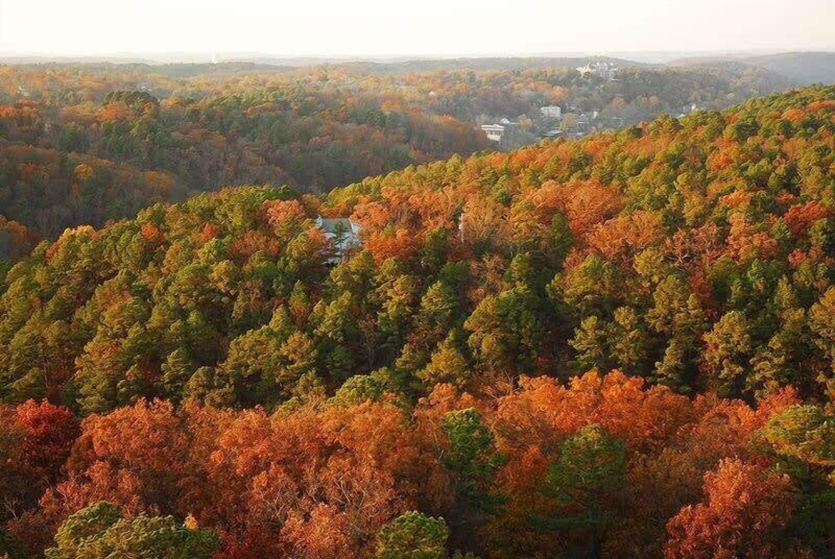 A forested area with a building in the distance.