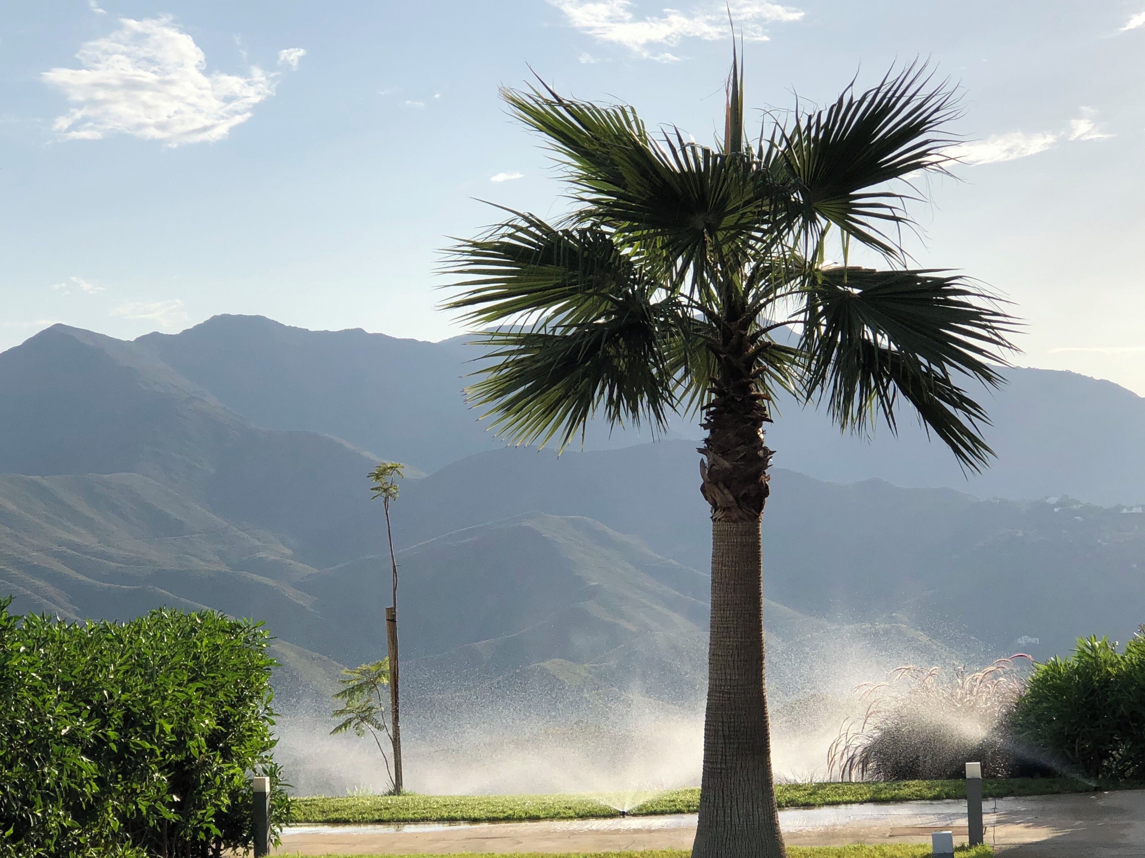 Eine Palme mit einer Rasensprenganlage in einer angelegten Grünfläche, im Hintergrund Berge.