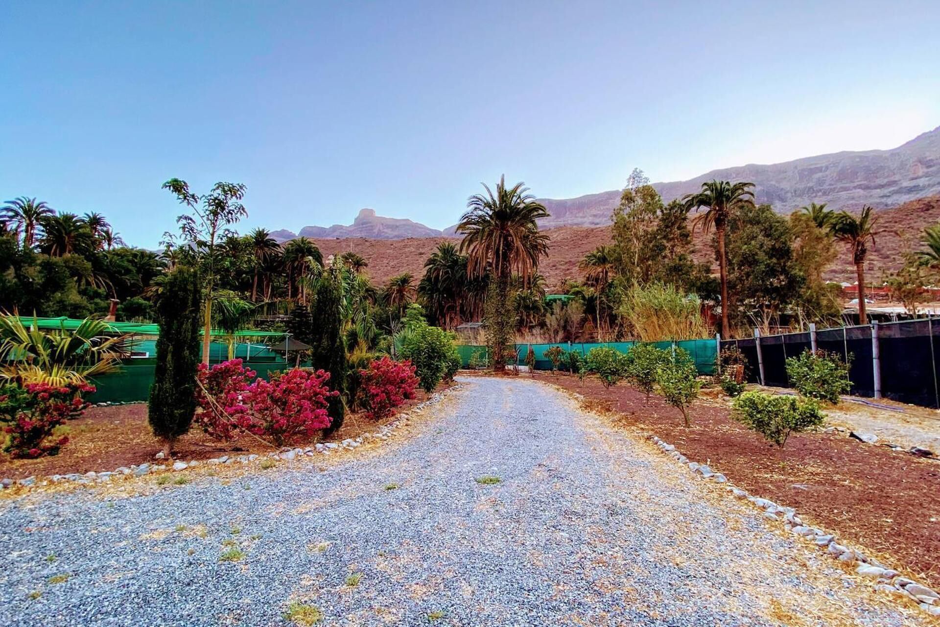 A gravel path leading through a landscaped area with palm trees and shrubs, bordered by a green fence, and a mountainous backdrop.