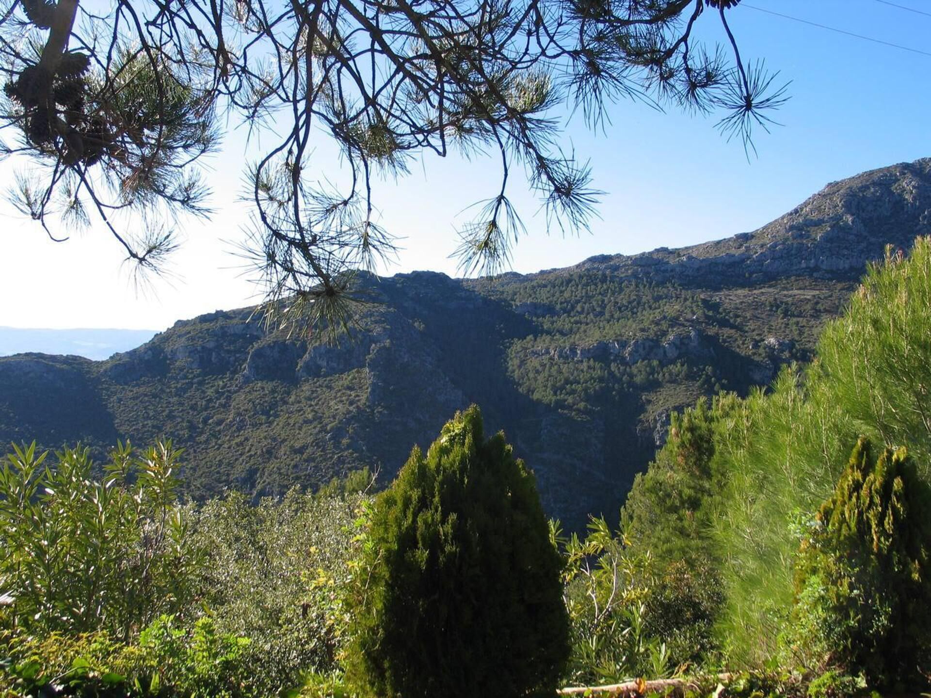 A mountainous landscape with dense greenery and pine trees.