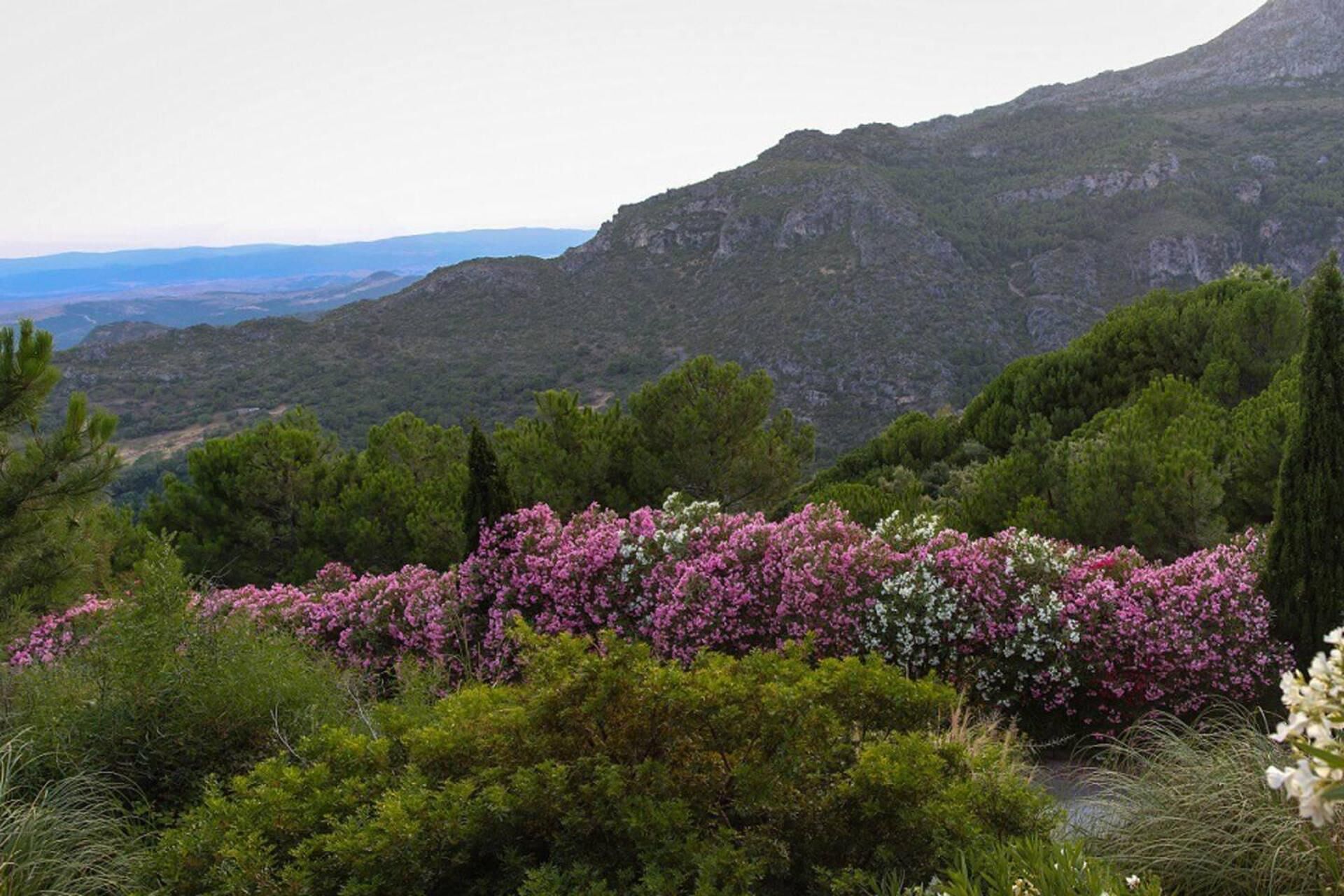 A mountainous landscape with dense greenery and a variety of trees.