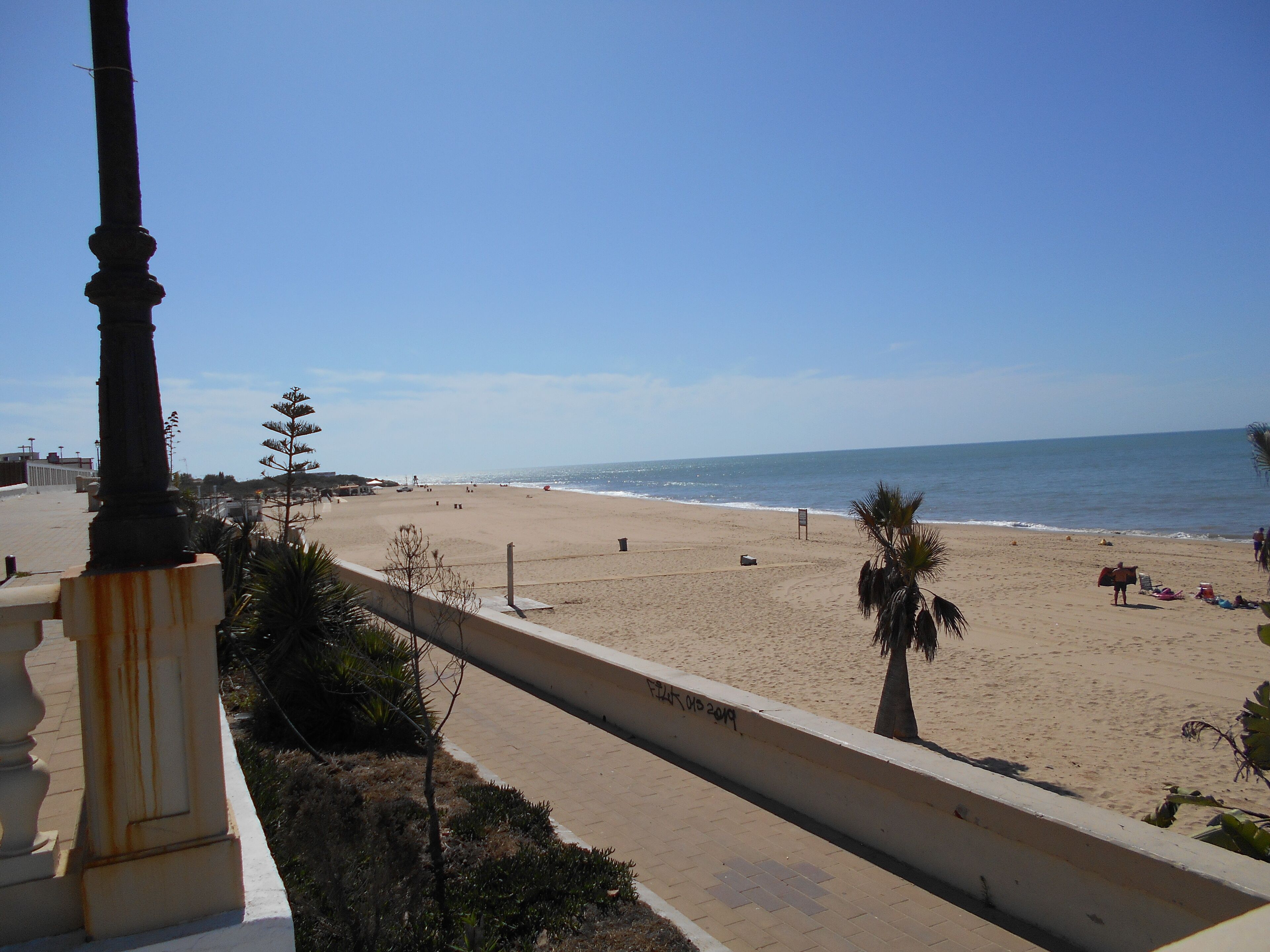 A beach with a paved walkway and palm trees.