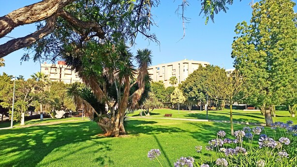 A well-maintained park with a large tree, a grassy area, and a building in the background. - Light-flooded Loft in Santa Cruz (Santa Cruz de Tenerife)