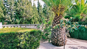 Un jardin bien entretenu, agrémenté de divers arbres, dont un grand palmier orné de noix de coco, une haie taillée avec soin et un mur de pierres.