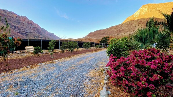 Studio | Property grounds - Cosy Country Studio Near Maspalomas and Fataga (San Bartolomé de Tirajana)