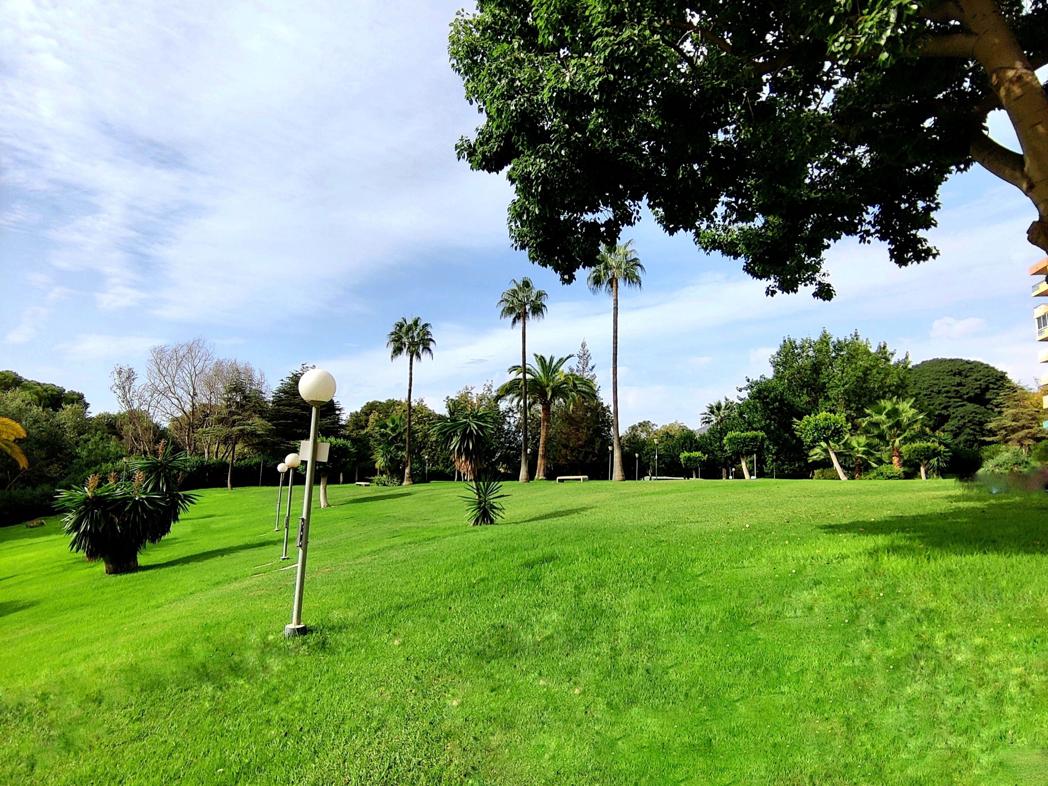 A well-maintained grassy area with a few trees and a lamp post.