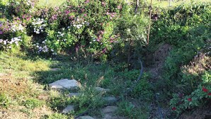 A garden with various plants and flowers, a hose, and rocks. - Andalusian Pool Parties, Music & Magic (Coin)