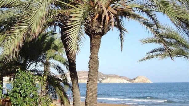 Une plage bordée de palmiers, avec vue sur la mer.