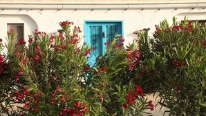 A building with a blue door and a window, surrounded by red flowering plants. - 18 Person Bachelorette Pool Parties (Coin)