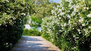A paved pathway flanked by dense green foliage and white flowers, leading towards a white building in the distance. - 18 Person Bachelorette Pool Parties (Coin)