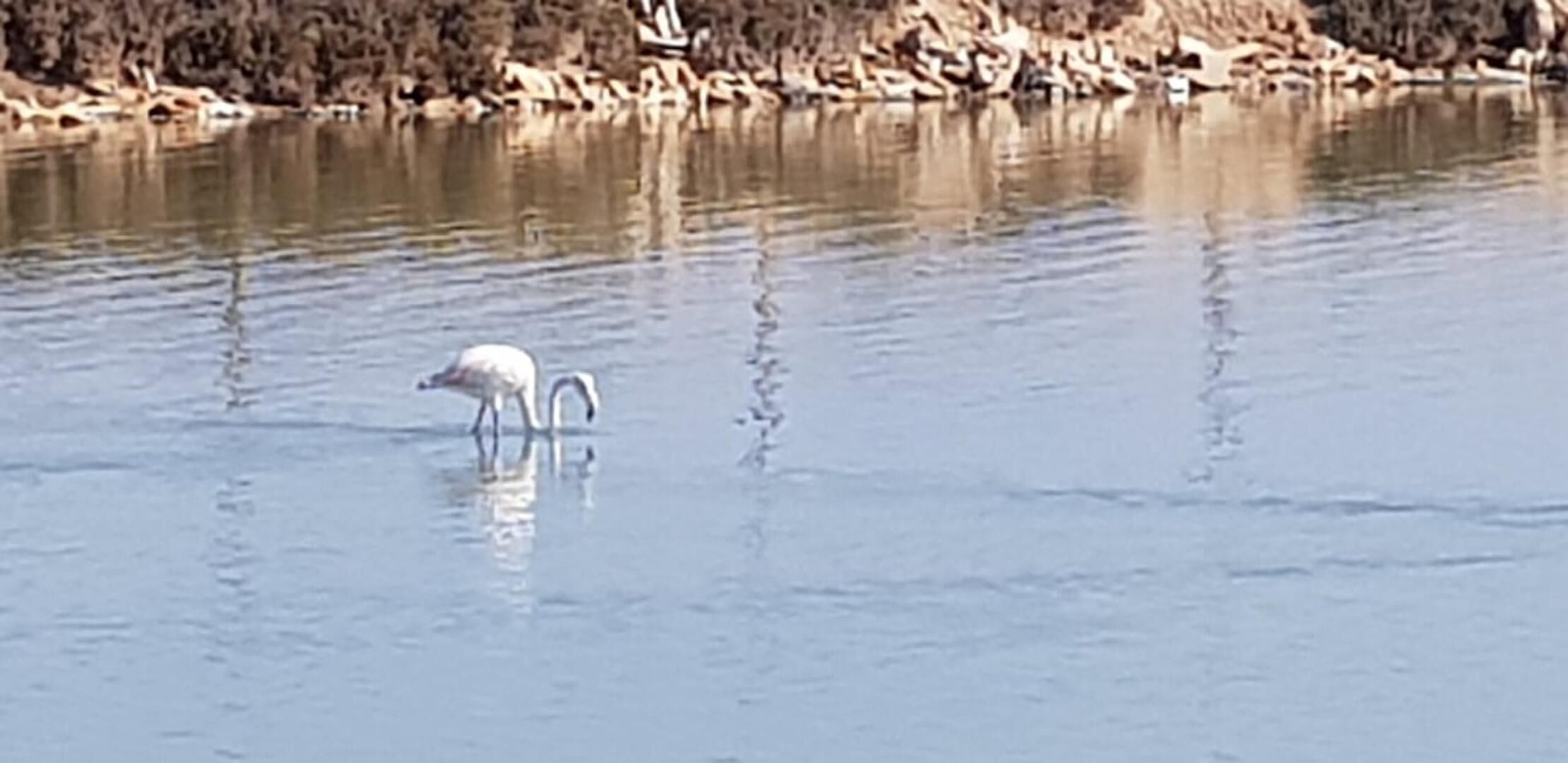 منوع