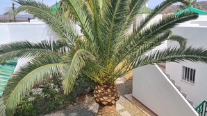 Eine Palme in einem Innenhof mit einem weißen Gebäude und einem grünen Dach im Hintergrund.