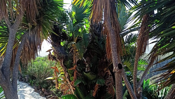 A stone pathway surrounded by tropical plants and trees. - Finca Aurora - Cozy 1-bed Apartment (Arico)