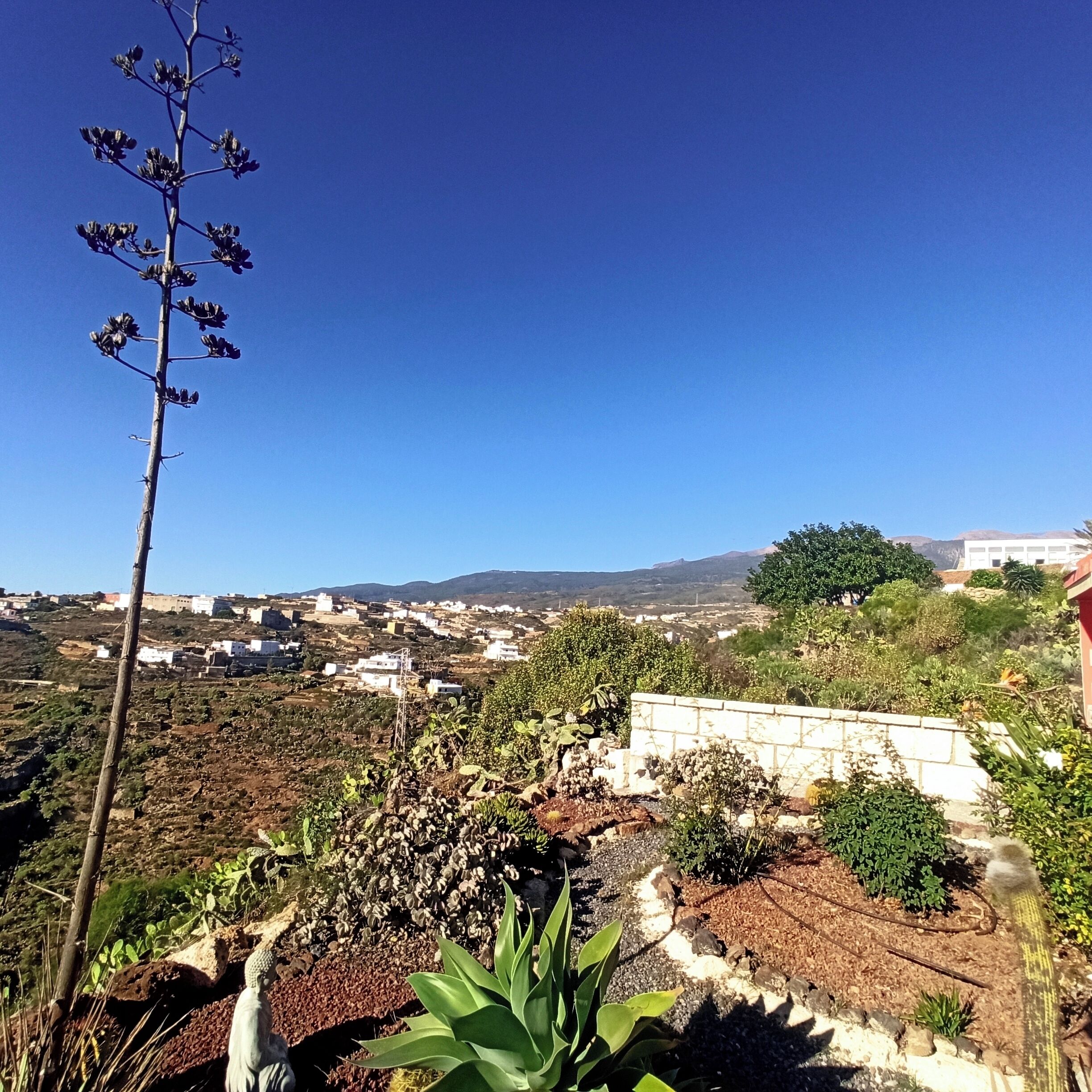 Ein Garten mit unterschiedlichen Pflanzen und weiter Aussicht auf eine Stadt im Hintergrund.