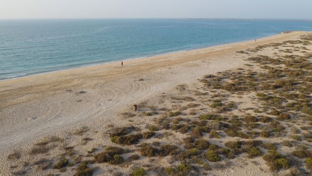 Une plage avec un rivage sablonneux et une végétation clairsemée.