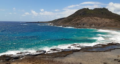 Fernando de Noronha Manager Escoses.dolphin Researcher