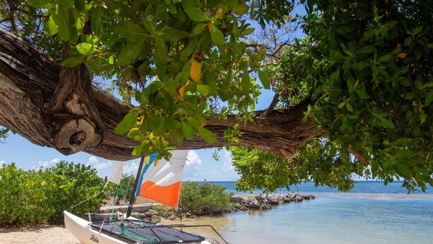 A beach with a sailboat docked under a tree, a clear view of the ocean, and a sandy shore.