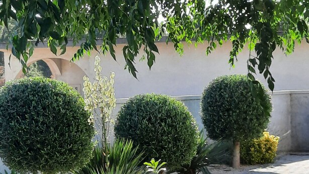 A well-maintained garden with neatly trimmed bushes and a variety of plants. - Apartment Stella Casa Bruno (Vrsi)