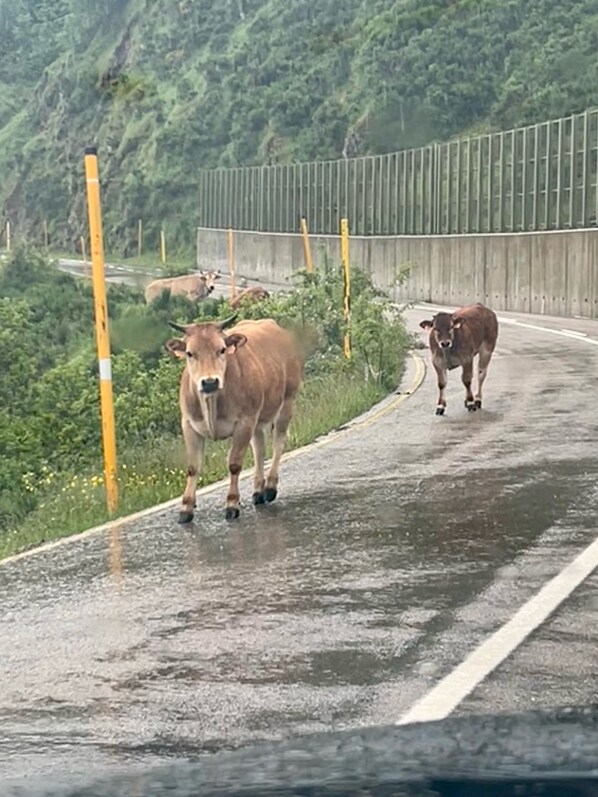 A rural road with two cows walking on it.