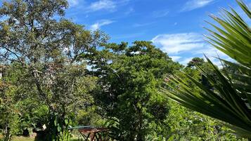 Un exuberante jardín con un columpio, un sendero y varios árboles.