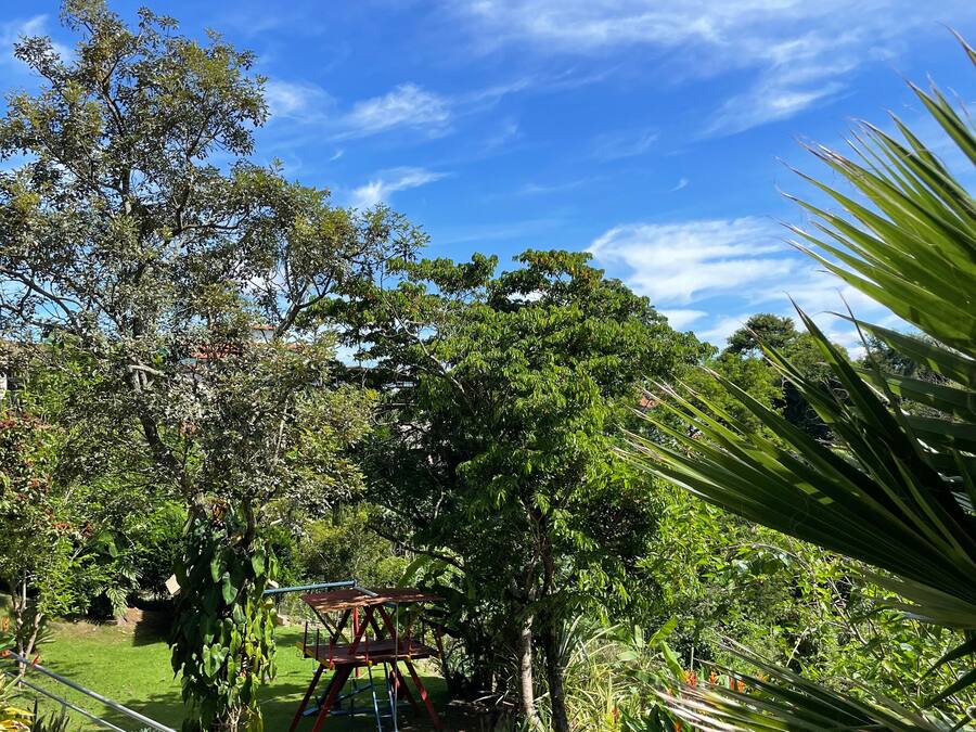 Un exuberante jardín con un columpio, un sendero y varios árboles.