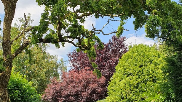 Un sendero en un jardín, con borde de ladrillo, rodeado de arbustos y árboles verdes.