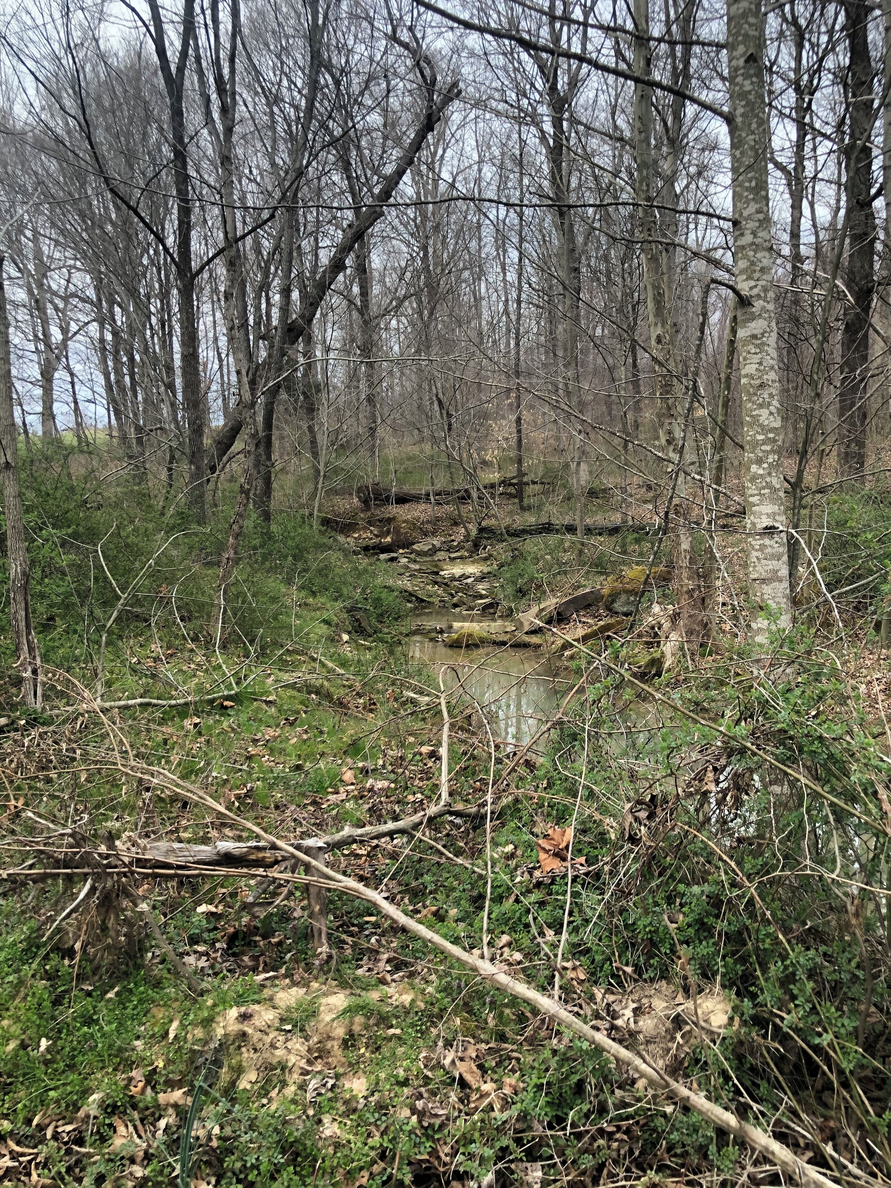 A forested area with a small stream and overgrown vegetation.