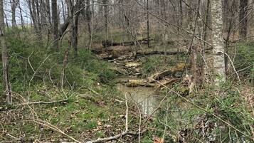 A forested area with a small stream and overgrown vegetation.