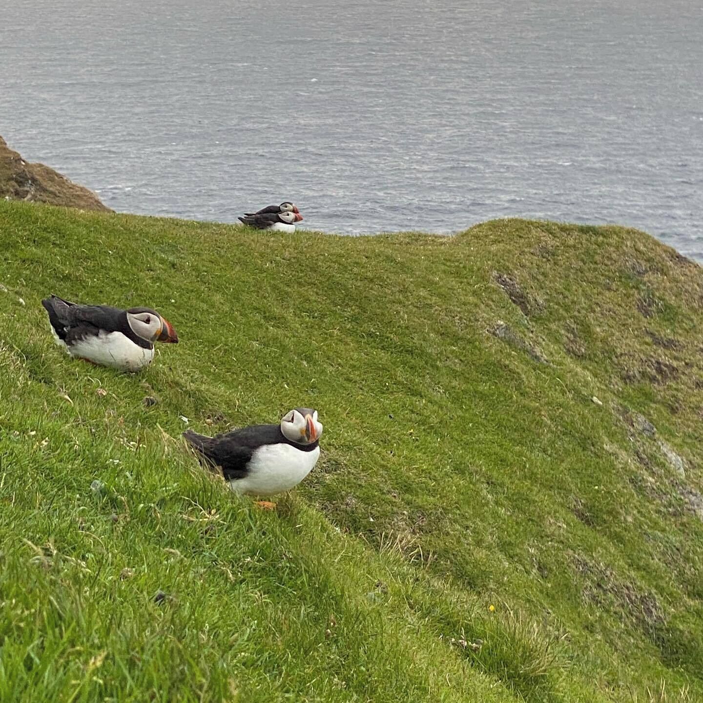 Three puffins on a grassy cliff by the sea.