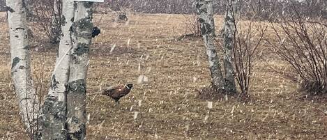 Een vogel zit op een berk in een bebost gebied, met een bordje aan de boom.