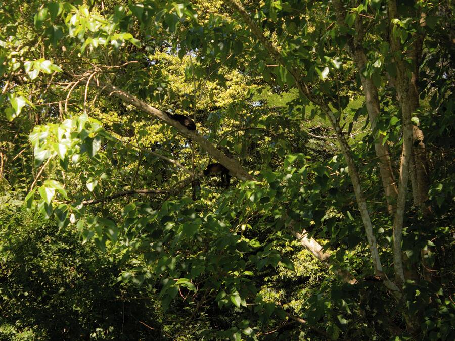 Un bosque denso con diversas especies de árboles y una espesa maleza.