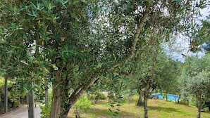 A pathway lined with olive trees, a concrete edge, and a grassy area with scattered logs. - Relax, swim and unwind at this Portuguese house 5 minutes from Sertã, Portugal. (Sertã)